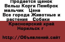 Продается щенок Вельш Корги Пемброк мальчик › Цена ­ 65 000 - Все города Животные и растения » Собаки   . Красноярский край,Норильск г.